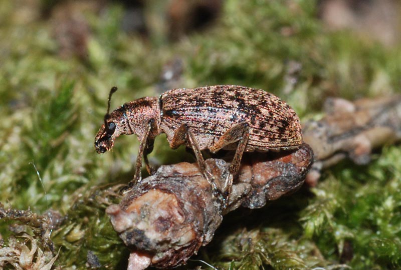 Corculionidae: Brachyderes?